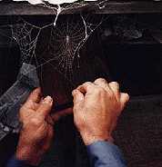 Will prepares a web for harvesting