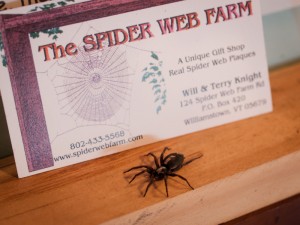 A Spider Farm Visit